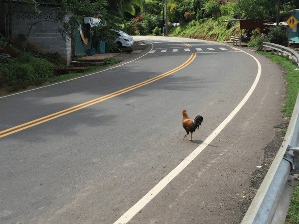 Jugar chicken road, chicken road