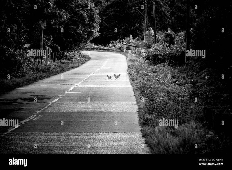 Introduction to chicken road oficial Introduction to chicken road oficial